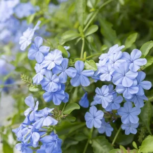 3 Blue Plumbago Live Plants, 4-7 Inches Tall, Tropical Flowering Shrub - Image 2