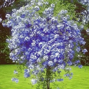 3 Blue Plumbago Live Plants, 4-7 inches Tall Tropical Flowering Shrub, Outdoor - Image 4