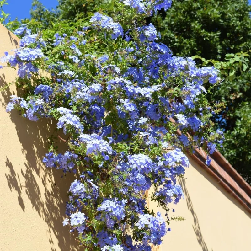 3 Blue Plumbago Live Plants, 4-7 Inches Tall, Tropical Flowering Shrub - Image 4