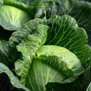 3 Cabbage Live Plants - Cold Hardy Vegetable, 3-5 Inch Tall in 4 Inch Pot - Image 3