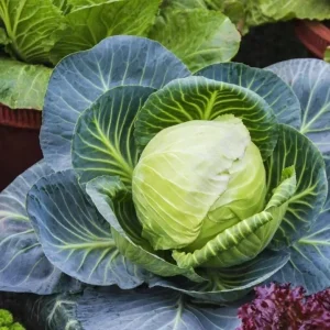 3 Cabbage Live Plants - Cold Hardy Vegetable, 3-5 Inch Tall in 4 Inch Pot - Image 4