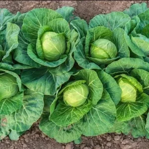 3 Cabbage Live Plants - Cold Hardy Vegetable, 3-5 Inch Tall in 4 Inch Pot - Image 5