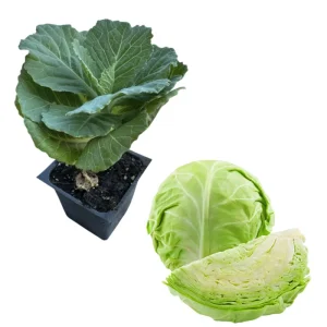 3 Cabbage Live Plants - Cold Hardy Vegetable, 3-5 Inch Tall in 4 Inch Pot - Image 7