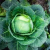 3 Cabbage Live Plants - Cold Hardy Vegetable, 3-5 Inch Tall in 4 Inch Pot - Image 1