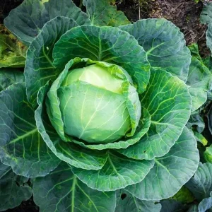 3 Cabbage Live Plants - Cold Hardy Vegetable, 3-5 Inch Tall in 4 Inch Pot - Image 1