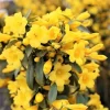 3 Carolina Jasmine Plants Live, Yellow Climbing Vines, 5-7 inches - Image 1