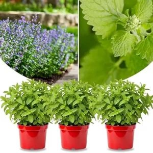 3 Catnip Mint Live Plants – Fast Growing Herb – Indoor/Outdoor – Zones 3-11 - Image 3
