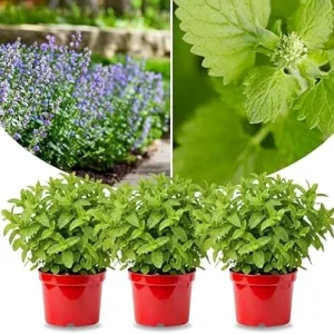 3 Catnip Mint Live Plants – Fast Growing Herb – Indoor/Outdoor – Zones 3-11 - Image 4