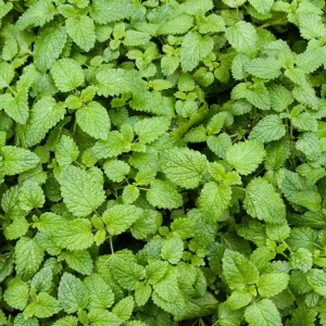 3 Catnip Mint Live Plants - Fragrant Culinary Herb, Fast Growing, 4-7 inch Starter - Image 4
