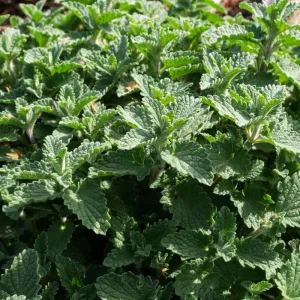 3 Catnip Mint Live Plants - Fragrant Culinary Herb, Fast Growing, 4-7 inch Starter - Image 9