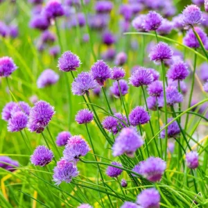 3 Chives Live Plants - Hardy Heirloom Herb, 4-8” Tall, USDA Zones 3-9 - Image 1