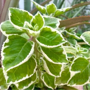 3 Cuban Oregano Live Plants, 4-6