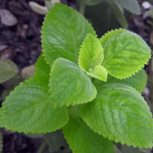 3 Cuban Oregano Live Plants, 4-6