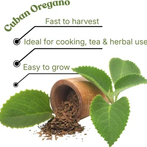 3 Cuban Oregano Live Plants, 4-6