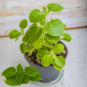 3 Cuban Oregano Live Plants, 4-6