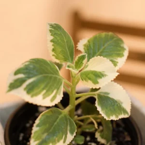 3 Cuban Oregano Live Plants, 4-6