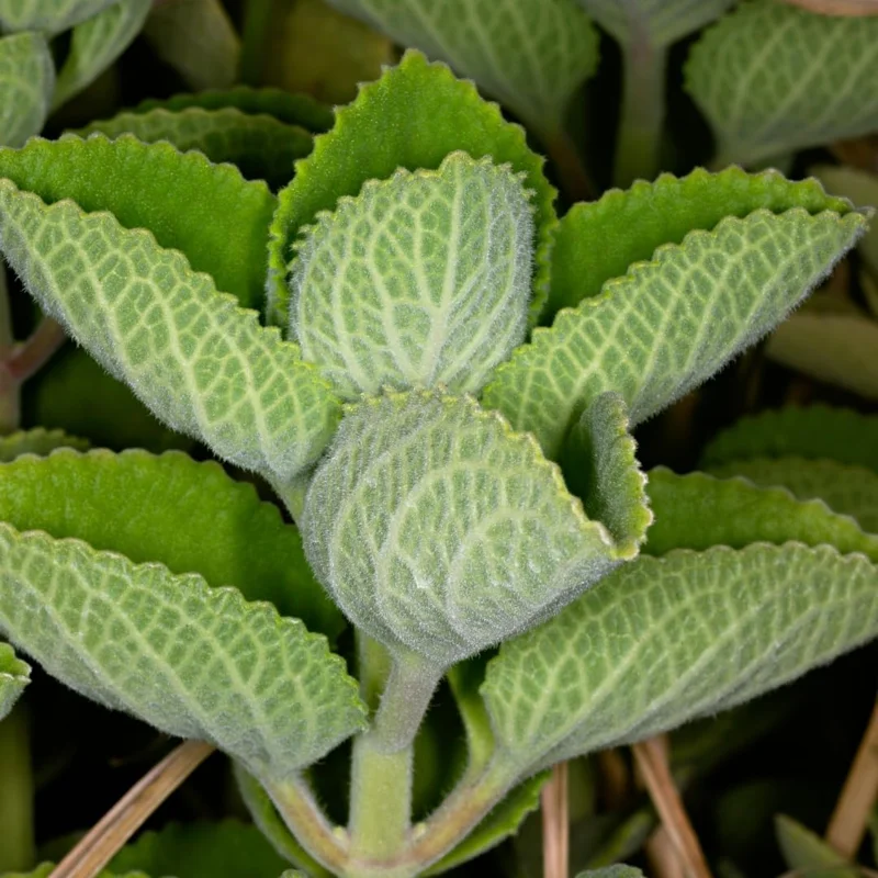 3 Cuban Oregano Live Plants – Mexican Mint Herb – 4-6 Inch Tall Starter Size – Indoor Outdoor Growing - Image 4