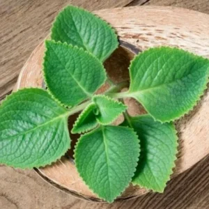 3 Cuban Oregano Live Plants – Mexican Mint Herb – 4-6 Inch Tall Starter Size – Indoor Outdoor Growing - Image 5