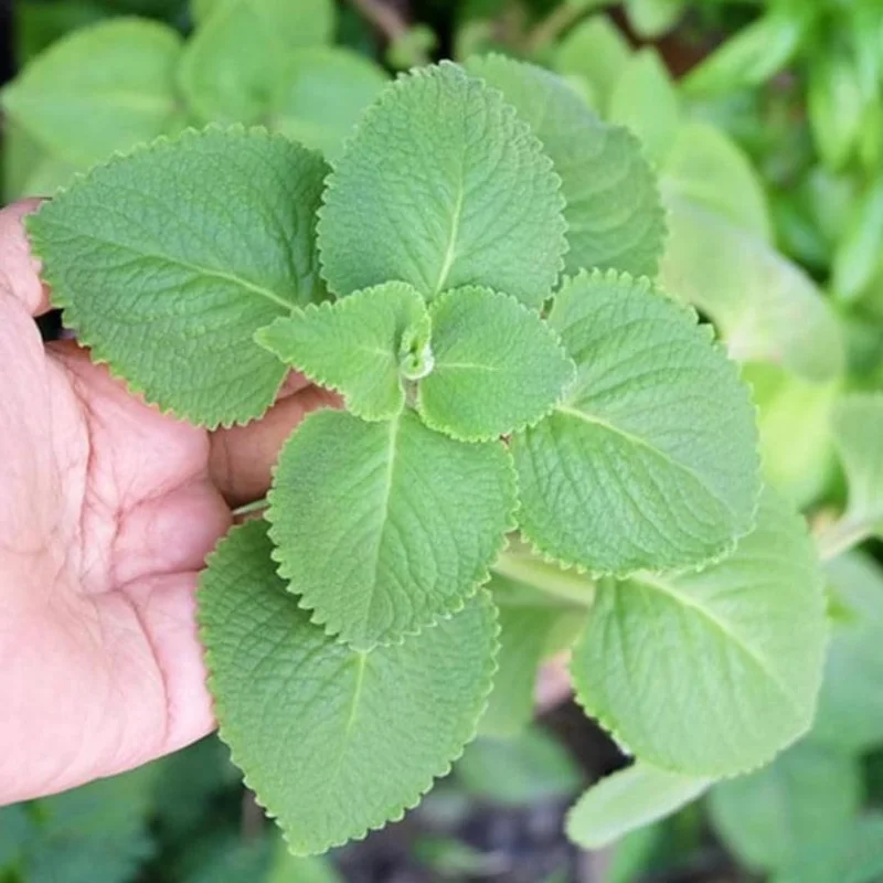 3 Cuban Oregano Live Plants – Mexican Mint Herb – 4-6 Inch Tall Starter Size – Indoor Outdoor Growing - Image 6