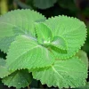 3 Cuban Oregano Live Plants – Mexican Mint Herb – 4-6 Inch Tall Starter Size – Indoor Outdoor Growing - Image 1