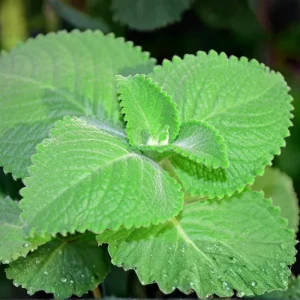 3 Cuban Oregano Live Plants – Mexican Mint Herb – 4-6 Inch Tall Starter Size – Indoor Outdoor Growing - Image 1