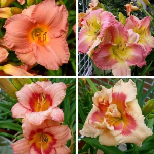 3 Daylily Bulbs – Perennial Flower Bulbs – Full Sun to Partial Shade - Image 4