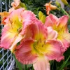 3 Daylily Bulbs – Perennial Flower Bulbs – Full Sun to Partial Shade - Image 1