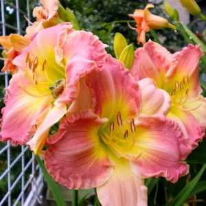 3 Daylily Bulbs – Perennial Flower Bulbs – Full Sun to Partial Shade - Image 1
