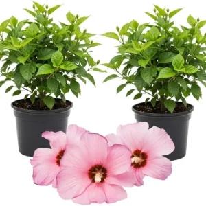 3 Hardy Hibiscus Live Plants, 4-7'' Tall, Red Yellow Flowering Shrub for Outdoor Garden - Image 3