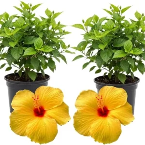 3 Hardy Hibiscus Live Plants, 4-7'' Tall, Red Yellow Flowering Shrub for Outdoor Garden - Image 4