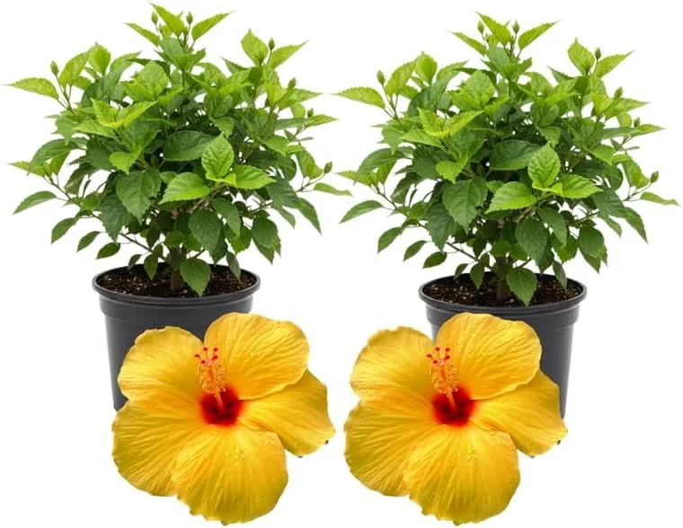 3 Hardy Hibiscus Live Plants, 4-7'' Tall, Red Yellow Flowering Shrub for Outdoor Garden - Image 4