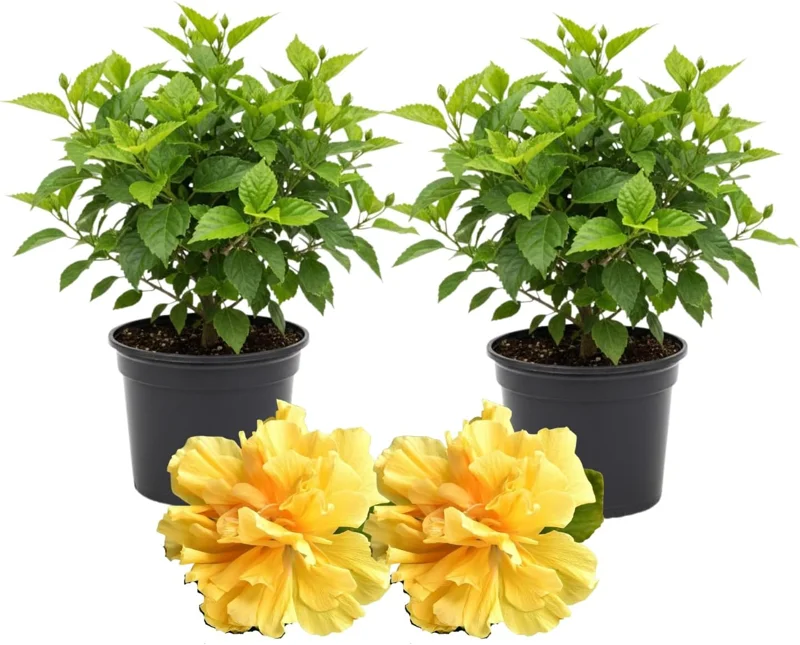 3 Hardy Hibiscus Live Plants, 4-7'' Tall, Red Yellow Flowering Shrub for Outdoor Garden - Image 5