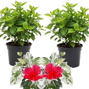 3 Hardy Hibiscus Live Plants, 4-7'' Tall, Red Yellow Flowering Shrub for Outdoor Garden - Image 6