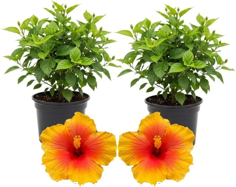3 Hardy Hibiscus Live Plants, 4-7'' Tall, Red Yellow Flowering Shrub for Outdoor Garden - Image 7