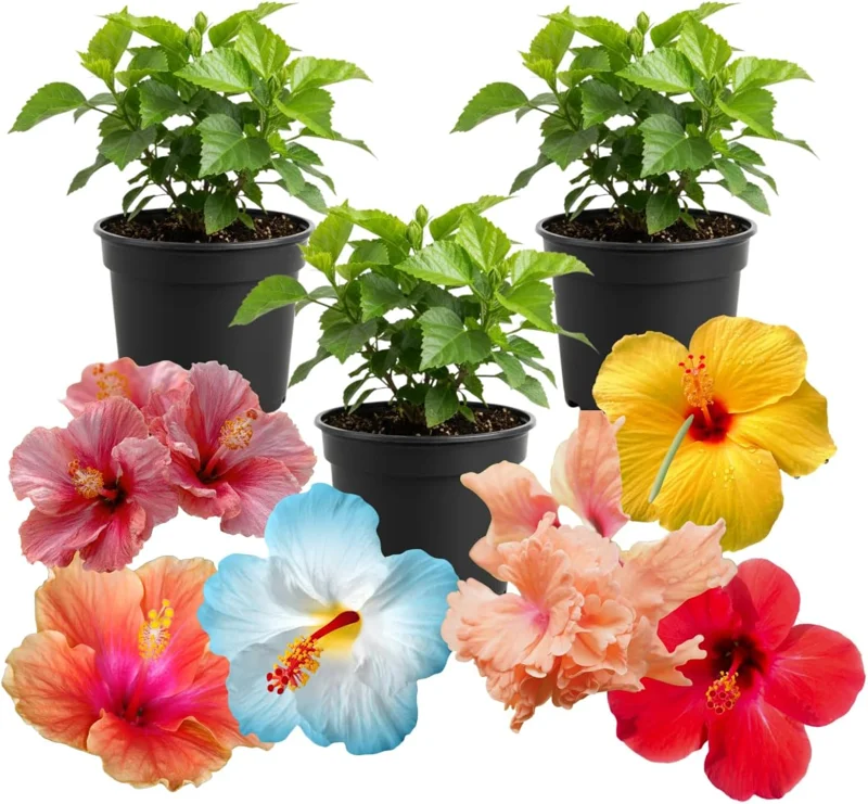 3 Hardy Hibiscus Live Plants, 4-7'' Tall, Red Yellow Flowering Shrub for Outdoor Garden - Image 8