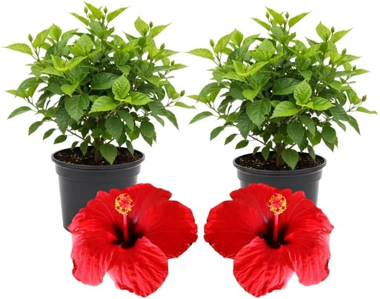 3 Hardy Hibiscus Live Plants, 4-7'' Tall, Red Yellow Flowering Shrub for Outdoor Garden - Image 1