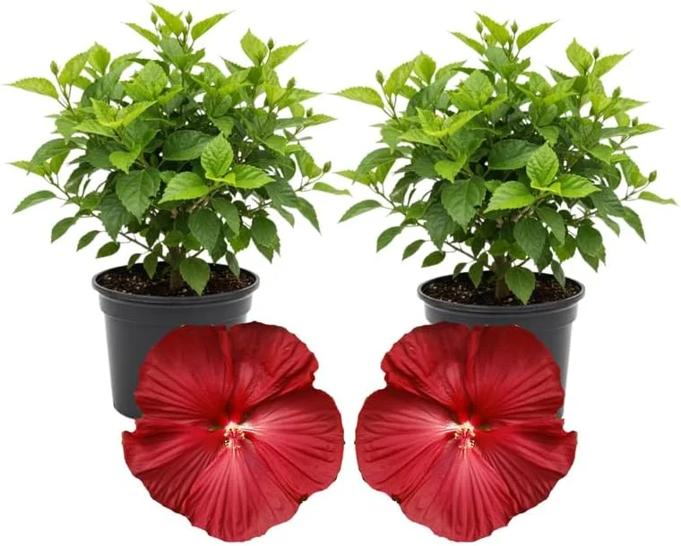 3 Hardy Hibiscus Live Plants, 4-7'' Tall, Red Yellow Flowering Shrub for Outdoor Garden - Image 9