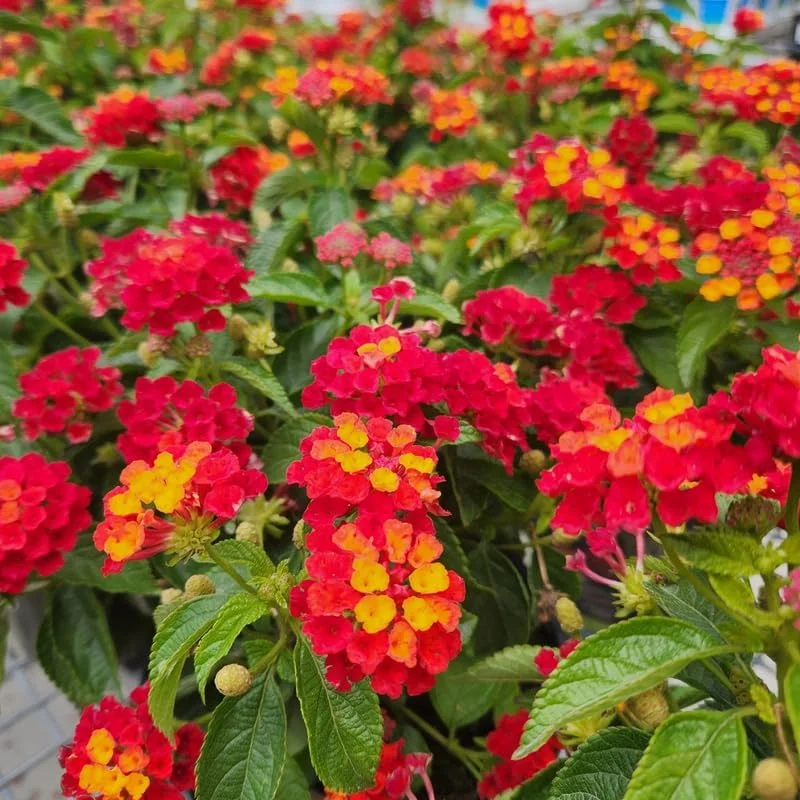 3 Lantana Plants Live, Yellow Red Flowers, 4-7 Inches Tall, Perennial - Image 5