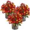 3 Lantana Plants Live, Yellow Red Flowers, 4-7 Inches Tall, Perennial - Image 1
