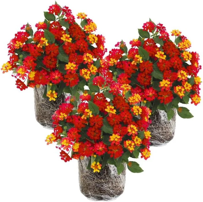 3 Lantana Plants Live, Yellow Red Flowers, 4-7 Inches Tall, Perennial - Image 1