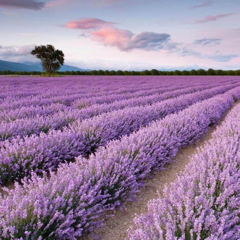 3 Lavender Live Plants – Hardy Fragrant Herb – 4-6 Inches Tall – Full Sun - Image 2