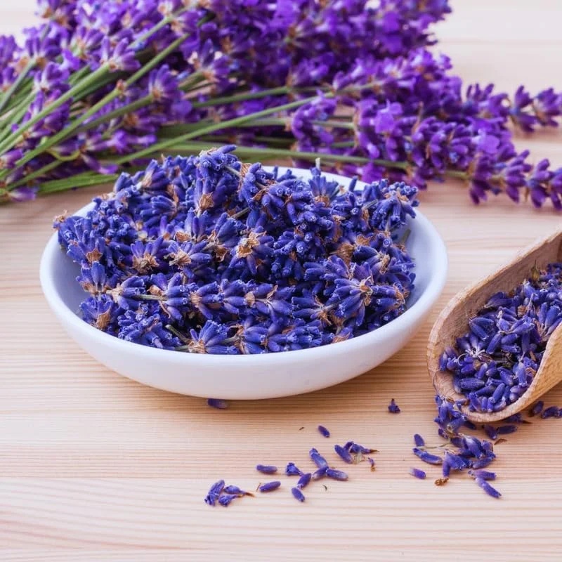 3 Lavender Live Plants – Hardy Fragrant Herb – 4-6 Inches Tall – Full Sun - Image 3