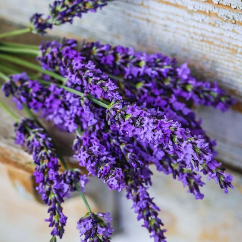 3 Lavender Live Plants – Hardy Fragrant Herb – 4-6 Inches Tall – Full Sun - Image 4