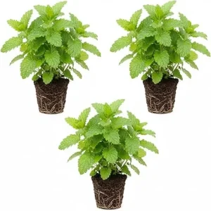 3 Lemon Balm Live Plants, 4-7'' Tall, Easy Care Herb, Zones 4-9, Outdoor - Image 2