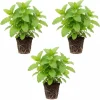 3 Lemon Balm Live Plants, 4-7'' Tall, Easy Care Herb, Zones 4-9, Outdoor - Image 1