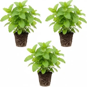 3 Lemon Balm Live Plants, 4-7'' Tall, Easy Care Herb, Zones 4-9, Outdoor - Image 1
