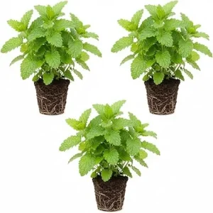 3 Lemon Balm Live Plants, 4-7'' Tall, Easy Care Herb, Zones 4-9, Outdoor - Image 7