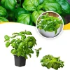 3 Live Basil Herb Plants, 4 Inch Pot, Ready for Planting Outdoors & Indoors - Image 1