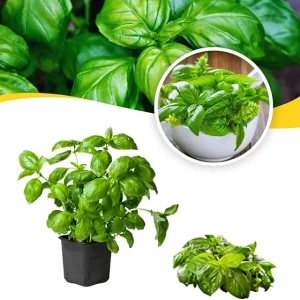 3 Live Basil Herb Plants, 4 Inch Pot, Ready for Planting Outdoors & Indoors - Image 6