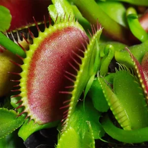 3 Live Venus Fly Trap Plants - B52 Giant Carnivorous Plant for Indoor & Outdoor Growing, Zones 8-10 - Image 3